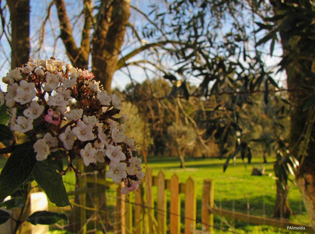 Quinta Do Cerquito Villa Ferreira do Zezere Ngoại thất bức ảnh