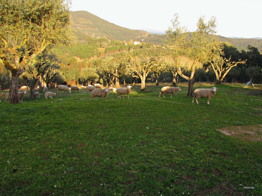 Quinta Do Cerquito Villa Ferreira do Zezere Ngoại thất bức ảnh