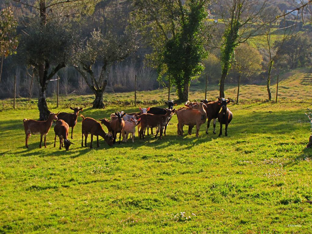 Quinta Do Cerquito Villa Ferreira do Zezere Ngoại thất bức ảnh